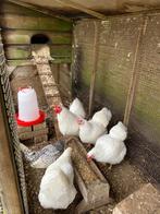 Kippen met kippenhok en toebehoren, Dieren en Toebehoren, Januari, Vrouwelijk