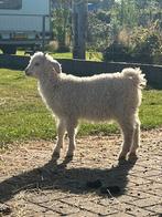 Angora geit bokje, Dieren en Toebehoren, Schapen, Geiten en Varkens, Mannelijk, Geit, 0 tot 2 jaar