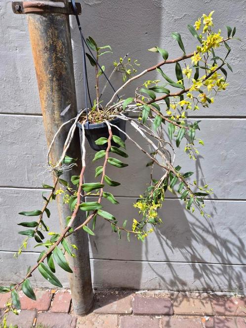 Orchidee Dendrobium Catenatum in hangpot p15 (1), Huis en Inrichting, Kamerplanten, Overige soorten, Minder dan 100 cm, Ophalen of Verzenden
