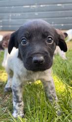 🐶 LAATSTE REUTJE!!!! – Stabij x Labrador x Kelpie, Dieren en Toebehoren, Honden | Niet-rashonden, Nederland, CDV (hondenziekte)