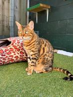 bengaal, Poes, Gechipt, 6 jaar of ouder