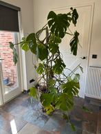 Grote Monstera Kamerplant in Pot, Huis en Inrichting, Kamerplanten, Ophalen, Overige soorten, Halfschaduw, In pot