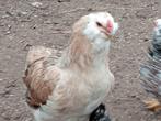 araucanakip  met  1 kuiken, Vrouwelijk, Kip
