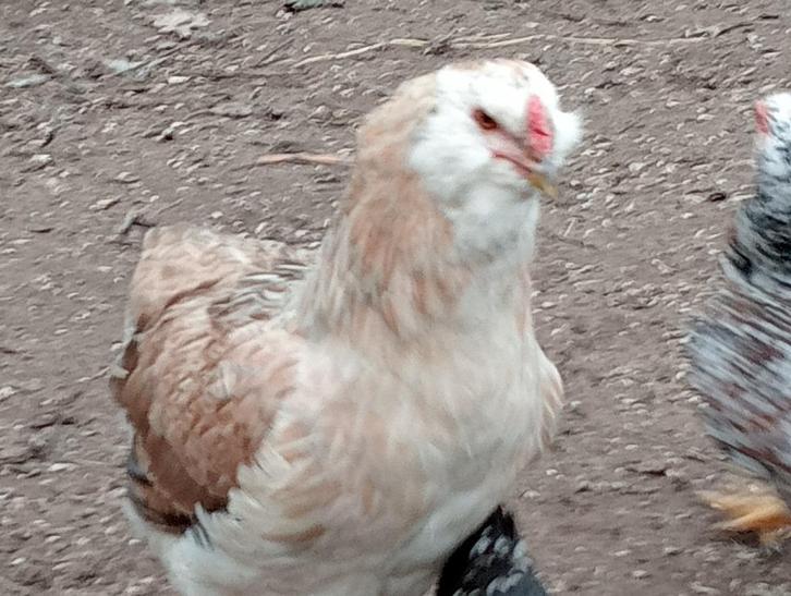 araucanakip  met  1 kuiken, Dieren en Toebehoren, Pluimvee, Kip, Vrouwelijk