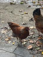 Prachtige krielkippen wyandotte, Dieren en Toebehoren, Pluimvee, Meerdere dieren, Kip