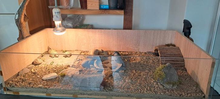 Griekse landschildpadden van Sept.25 inkl.alle toebehoren