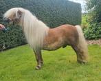 Knappe shetlander ruin, Dieren en Toebehoren, Pony's, Ruin, A pony (tot 1.17m), Recreatiepony