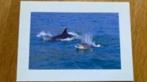 Ansichtkaart dolfijnen, Verzamelen, Ansichtkaarten | Dieren, Waterdier, Ongelopen, Ophalen of Verzenden