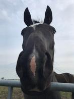 Knappe KWPN-merrie (Fairytale x Gribaldi), Merrie, Gechipt, 7 tot 10 jaar, 160 tot 165 cm