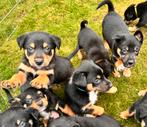 Prachtige kelpie puppy’s, Dieren en Toebehoren, Overige rassen, 8 tot 15 weken, Meerdere, Meerdere dieren