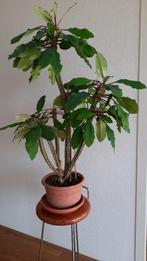 Euphorbia leuconeura 1 meter 20 hoog, Huis en Inrichting, Kamerplanten, Ophalen, Vetplant, 100 tot 150 cm