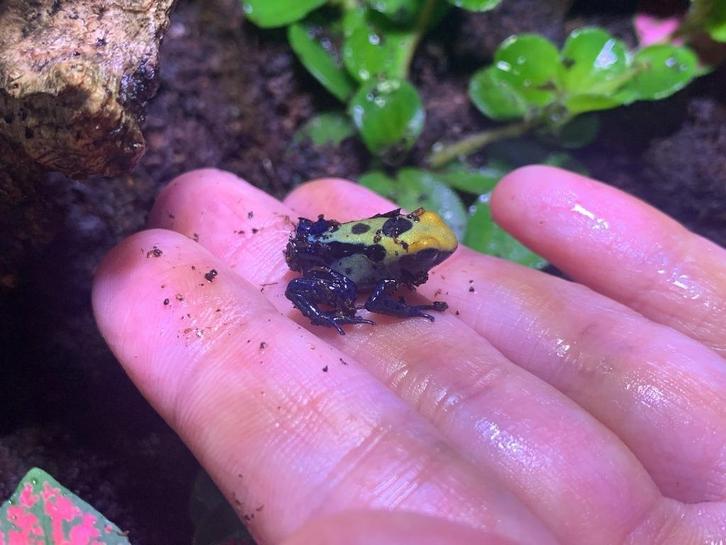 Dendrobates Tinctorius 'Robertus' gifkikkers