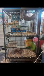 Ratten hok, Dieren en Toebehoren, Knaagdieren en Konijnen | Hokken en Kooien, Ophalen, Kooi, Gebruikt, Eekhoorn