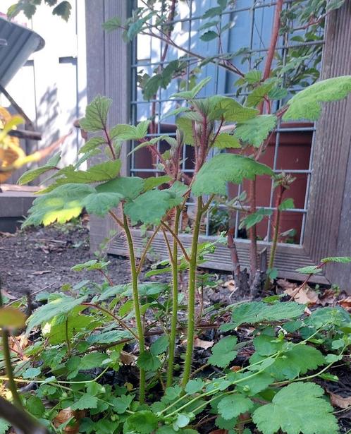 Japanse wijnbes stuiken, Tuin en Terras, Planten | Fruitbomen, Overige soorten, Minder dan 100 cm, Ophalen of Verzenden