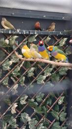Gouldamadine man uit de buiten volière., Mannelijk, Tropenvogel