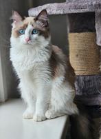 Jonge Ragdoll X Maine Coon poes, Dieren en Toebehoren, Katten en Kittens | Raskatten | Langhaar, Poes, Gechipt, 0 tot 2 jaar