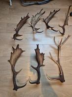 Geweien Edel- en Damhert, Ophalen, Gebruikt