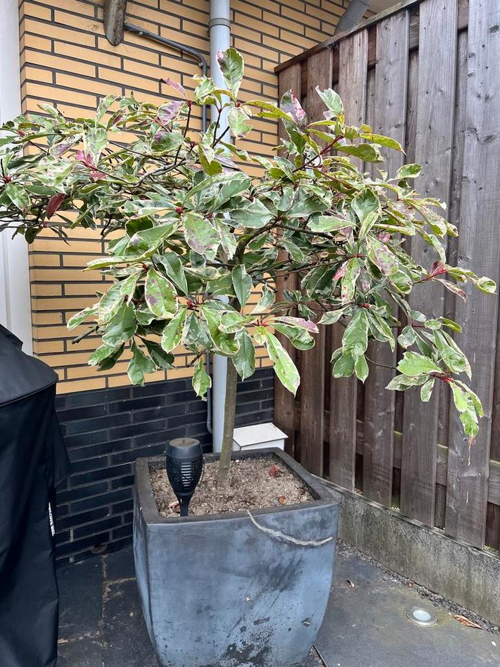 Glansmispel 'Pink Marble' op stam in pot, Tuin en Terras, Planten | Bomen, Overige soorten, 100 tot 250 cm, Halfschaduw, Lente