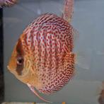 leopard discus, Dieren en Toebehoren, Vissen | Aquariumvissen, Vis, Zoetwatervis