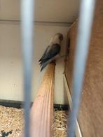 Div jonge dwergpapegaaien om tam te maken, Meerdere dieren, Dwergpapegaai of Agapornis, Tam