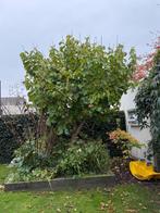 Moerbeiboom, Overige soorten, 250 tot 400 cm, Zomer, Ophalen