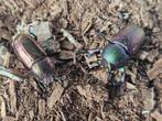 Lamprima adolphinae, Dieren en Toebehoren, Insecten en Spinnen, Overige soorten
