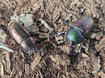 Lamprima adolphinae  beschikbaar voor biedingen