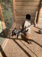 Wyandotte, Dieren en Toebehoren, Pluimvee, Mannelijk, Kip