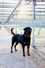 Rottweiler pup teefje, CDV (hondenziekte), 8 tot 15 weken, Meerdere, Meerdere dieren