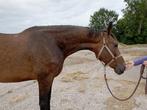 Drachtige springmerrie Jenssen vdl x Ukato. Uit goede lijn.j, Dieren en Toebehoren, Paarden, Merrie, Springpaard, 170 tot 175 cm