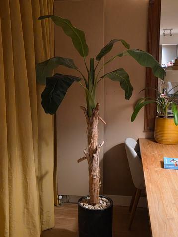 Kunst palmboom met bast van echte bladeren beschikbaar voor biedingen