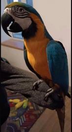 Ara man te koop, Mannelijk, Papegaai, Pratend