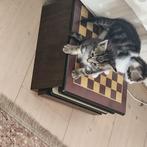 Kitten 8weken te koop. Bieden vanaf 100, Dieren en Toebehoren, Poes, Kortharig, 0 tot 2 jaar