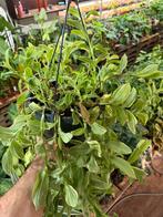 Tradescantia Green Glacier - Hangplant, Huis en Inrichting, Ophalen of Verzenden