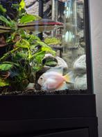 Stelletje + 2 vrouwtjes polar blue cichliden, Dieren en Toebehoren, Vissen | Aquariumvissen, Vis