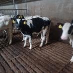 Blauwe vaarzen, Meerdere dieren