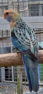 Rosella oranje / zwart  25, Dieren en Toebehoren, Vogels | Parkieten en Papegaaien, Mannelijk, Parkiet, Geringd