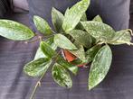 Hoya Rangsan, Overige soorten, In pot, Minder dan 100 cm, Halfschaduw