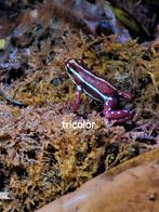 Epipedobates Anthonyi tricolor, Amfibie, 0 tot 2 jaar