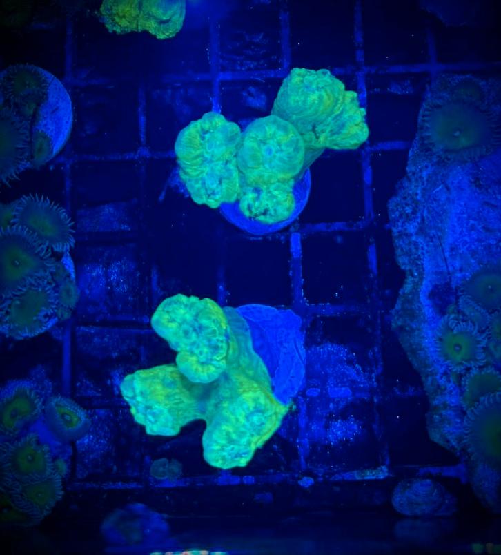 Caulustrea, Dieren en Toebehoren, Vissen | Aquariumvissen, Zoutwatervis, Overige typen