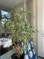 Ficus Benjamina Treurvijg, Ophalen, Ficus, Halfschaduw, Minder dan 100 cm