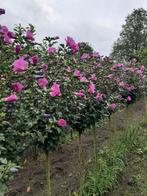 Hibiscus op stam, Tuin en Terras, Planten | Tuinplanten, Ophalen of Verzenden, Overige soorten, Halfschaduw