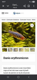 Emerald danio, Dieren en Toebehoren, Vis
