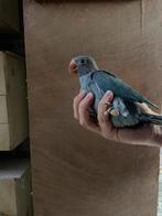 Jonge halsbandparkieten om tam te maken., Dieren en Toebehoren, Vogels | Parkieten en Papegaaien, Meerdere dieren, Parkiet, Geringd