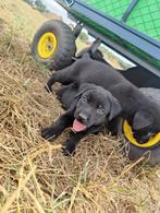 labrador pups kleur zwart, Dieren en Toebehoren, CDV (hondenziekte), 8 tot 15 weken, Labrador retriever, Meerdere
