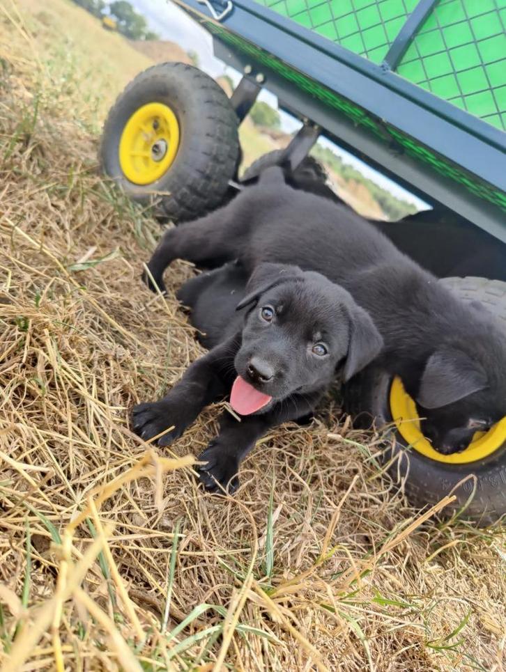 labrador pups kleur zwart, Dieren en Toebehoren, Honden | Retrievers, Spaniëls en Waterhonden, Meerdere dieren, Labrador retriever