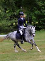 Unieke Welsh  1.21 M1 dressuur & 1 jr NRPS Palomino Hengst, Dieren en Toebehoren, Pony's, Merrie