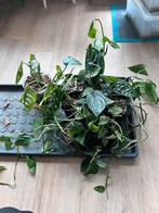 Monstera - meerdere planten, Huis en Inrichting, Kamerplanten, Ophalen, Halfschaduw, Minder dan 100 cm