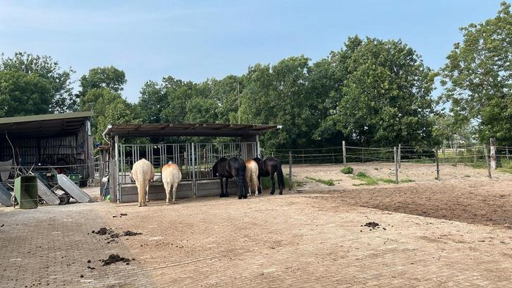 Mesthulp gezocht (betaald) Leidschendam, Dieren en Toebehoren, Stalling en Weidegang, Stalling, 4 paarden of pony's of meer