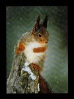 Ansichtkaart Eekhoorn op Boomstronk., Verzamelen, Ansichtkaarten | Dieren, Ophalen of Verzenden, 1980 tot heden, Ongelopen, Knaagdier